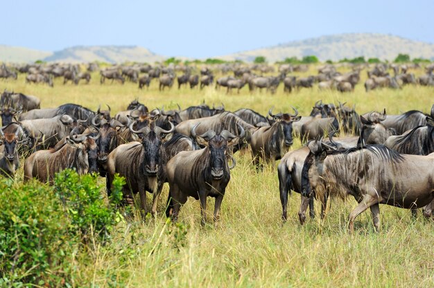 Kidepo Valley