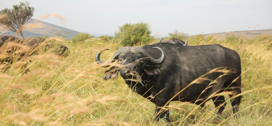 black water buffalo on green grass field during daytime