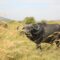 black water buffalo on green grass field during daytime