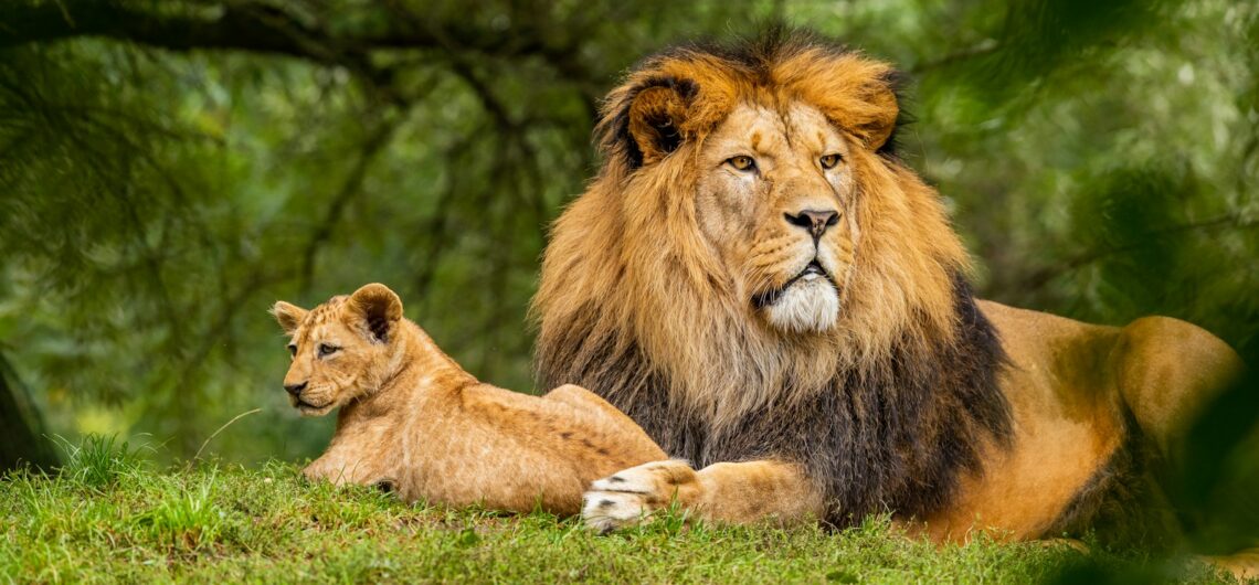 brown lion on green grass field