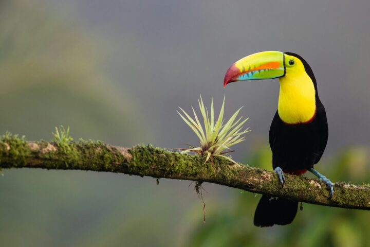 black and yellow bird standing on tree branch